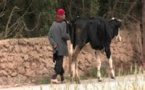 مواجهة كابوس الجفاف شبه منعدمة....ومشاريع المغرب الأخضر يشوبها فساد بإقليم الرحامنة